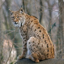 Eurasian Lynx