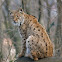 Eurasian Lynx