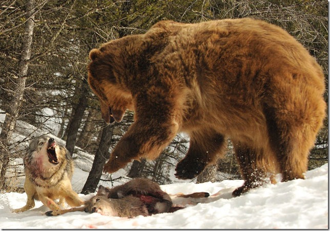 wolf-fights-bear