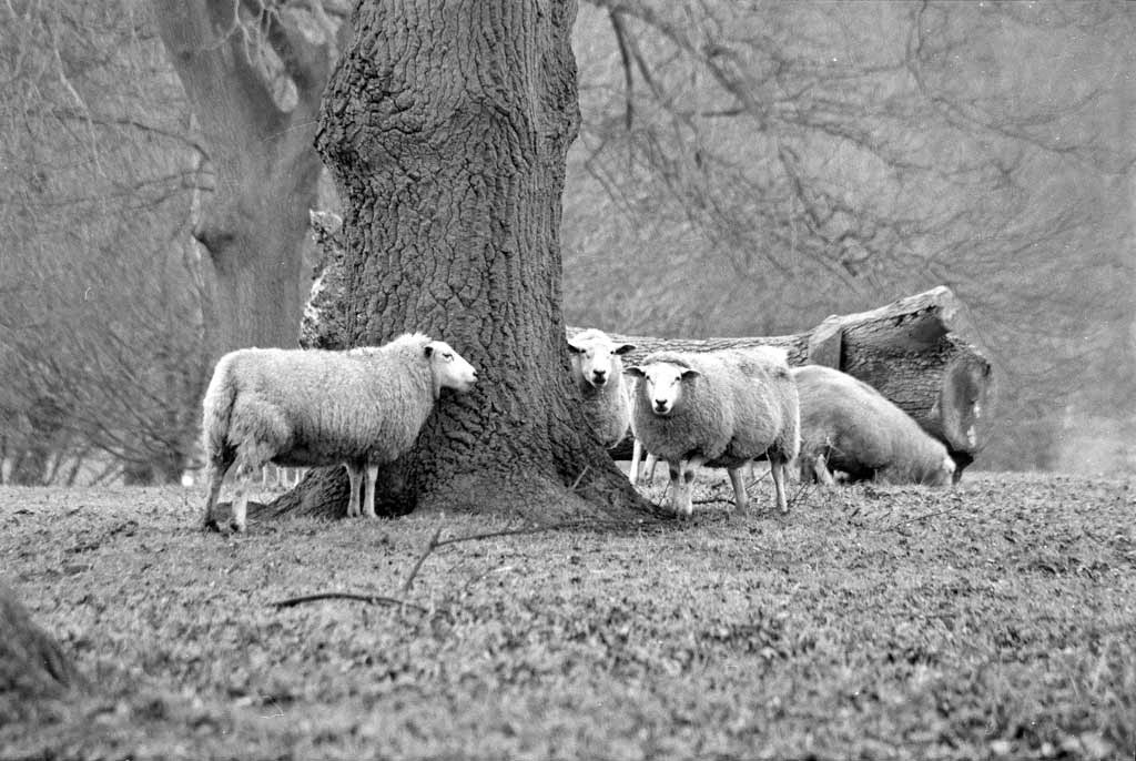 [Sheep-at-Riseholme%255B3%255D.jpg]