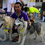 Pet Express Doggie Run 2012 Philippines. Jpg (243).JPG