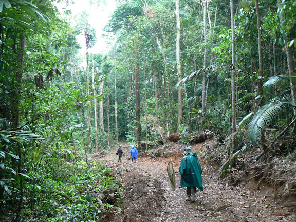 Dans la forêt près de Crique Tortue, à l'ouest de Saut Athanase (Guyane), 22 novembre 2011. Photo : C. Renoton