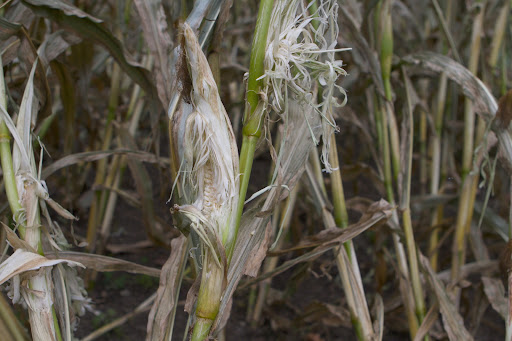 From the looks of things, something else also loves corn! Some varmint, or varmints, are having quite the feast! From the looks of things, something else also loves corn! Some varmint, or varmints, are having quite the feast!