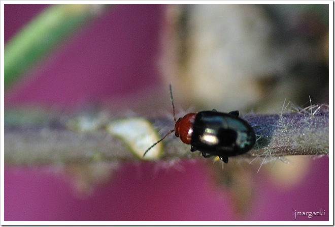 DSC_1272 DSC_1272