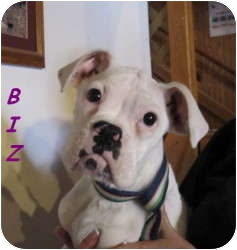 Barrel chested breeds include, but are not limited to, Great Danes, Boxers, Dobermans, Bulldogs, Pugs, etc.
Ms. Bix Biz here is a super sweet 5 mo. old pure Boxer in need of a home near Peoria, Il. (see link at end of blog) Barrel chested breeds include, but are not limited to, Great Danes, Boxers, Dobermans, Bulldogs, Pugs, etc.
Ms. Bix Biz here is a super sweet 5 mo. old pure Boxer in need of a home near Peoria, Il. (see link at end of blog)