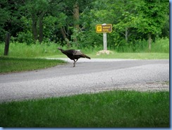 5115 Laurel Creek Conservation Area - wild turkey 5115 Laurel Creek Conservation Area - wild turkey