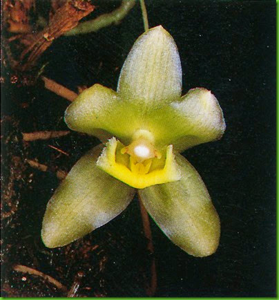 Kefersteinia andreettae Kefersteinia andreettae
