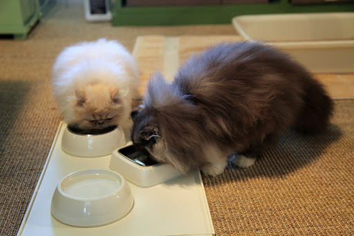 Oh Ch'in, look at these great water dishes from the Martha Stewart Pets line at PetSmart!