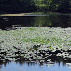 Just staring at the pond filled with water lilies is quite inspiring.  No wonder Claude Monet produced a series of 250 gorgeous water lily paintings!