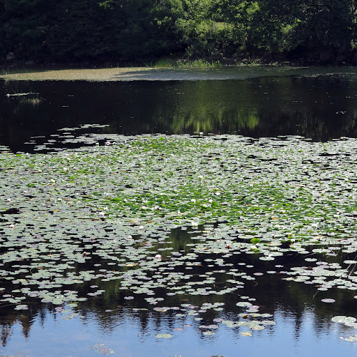 Just staring at the pond filled with water lilies is quite inspiring.  No wonder Claude Monet produced a series of 250 gorgeous water lily paintings!