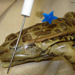 dissect05.jpg