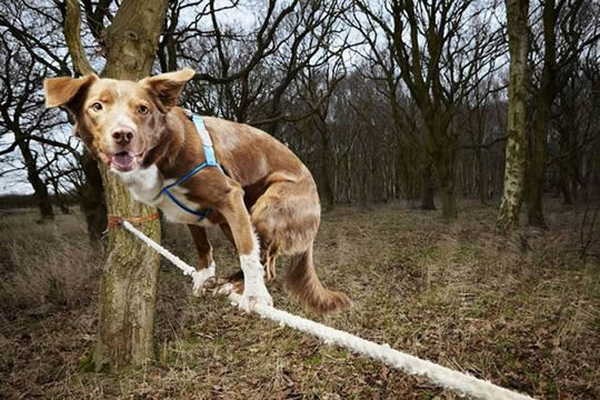 4- Mais rápido cão na corda bamba 4- Mais rápido cão na corda bamba