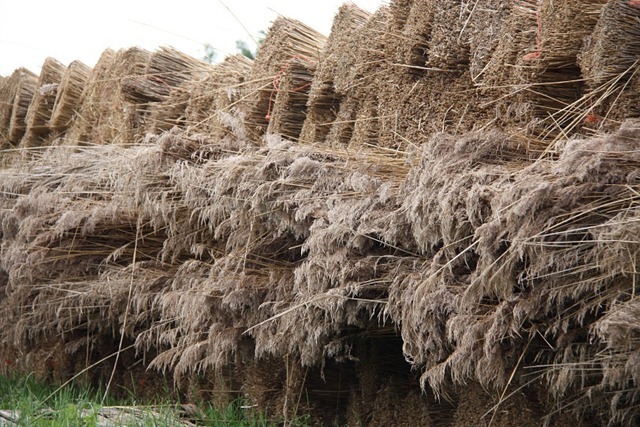 riet riet