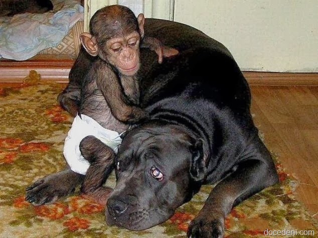 [macaco%2520e%2520cadela5%255B6%255D.jpg]
