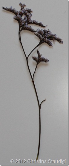 Strandflieder - Limonium vulgare; Überschüssiges Salz scheidet die Pflanze über Drüsen am Stängel aus. Daher findet man an der Pflanze viele kleine Salzkristalle Strandflieder - Limonium vulgare; Überschüssiges Salz scheidet die Pflanze über Drüsen am Stängel aus. Daher findet man an der Pflanze viele kleine Salzkristalle