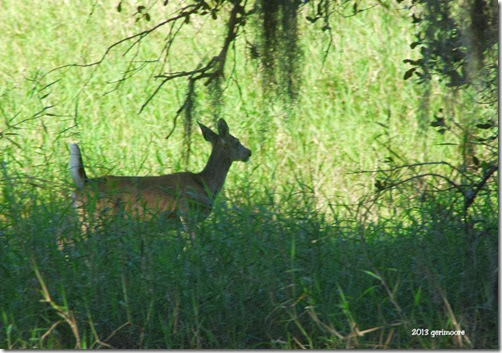 Myakka deer 085 Myakka deer 085