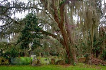 Micanopy oaks