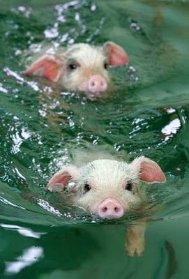 [piggies%255B5%255D.jpg]