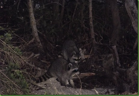 raccoons