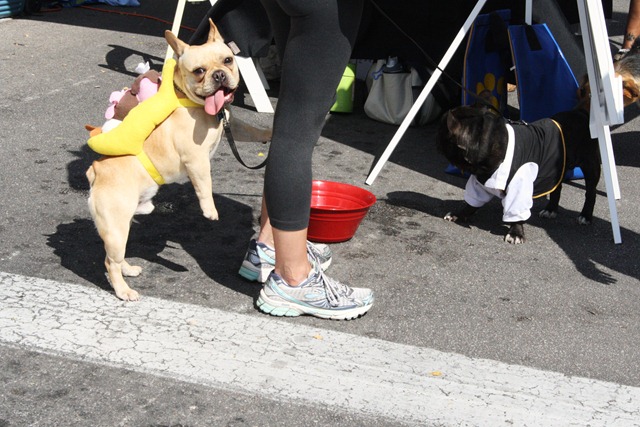 Dogtoberfest 049