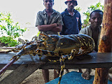 And a 5-lb. lobster! These guys were looking for a buyer, so we bought it for $5 and it was absolutely delicious! Enough meat to be split among 8 people! Madagascar6 - 084.jpg
