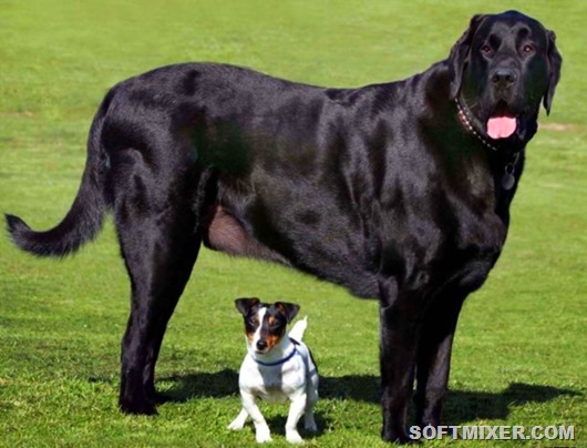 dog_gerkules dog_gerkules