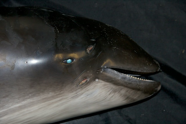 [IMG_7312%2520-%2520Version%25202%255B1%255D.jpg]