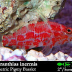 Plectranthias_inermis.jpg