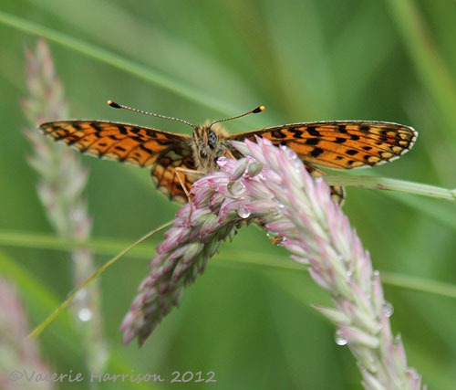 [Small-Pearl-bordered-Fritillary2.jpg]