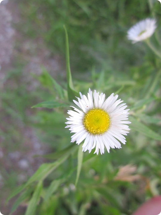 moth, flowers, apples 038