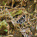Trichodezia kindermanni - Photo (c) 104623964081378888743, some rights reserved (CC BY-NC-ND)