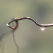 tralcioe gocciaOK.jpg