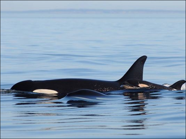 SRKW calf L120 with aunt L27 and mom L86 off Eagle Point. Calf L-120 was declared dead in October 2014. Photo: Dave Ellifrit / CWR