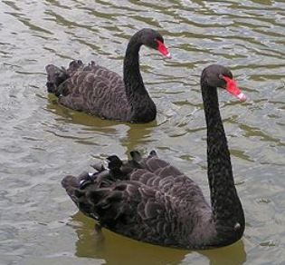 [swan%255B2%255D.jpg]