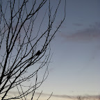 IMG_9336.jpg