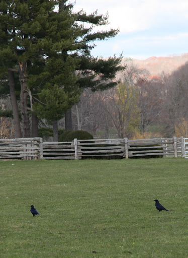 8 - It's been proven that crows are so smart that they actually use tools!  With the help of curved sticks, they can gather food from inside small areas.
