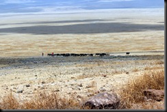 October 21, 2012 Masai with cattle