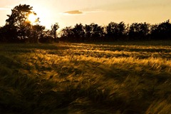 Summer-Barley-6