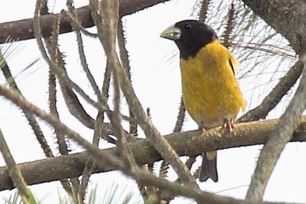 Burung Grosbeak dari keluarga finch hooded grosbeak
