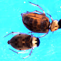 Berosus