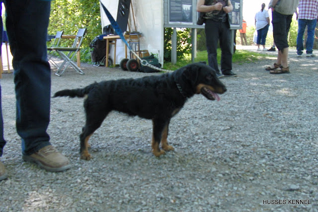 Tysk Jaktterrier Tysk Jaktterrier