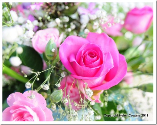 Pink roses 2