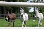 Francesca, I see Billie is wearing her fly mask.  She is very diligent about that, unlike Clive and Rufus, who keep pulling theirs off.  I don't know how they can stand all those pesky flies.