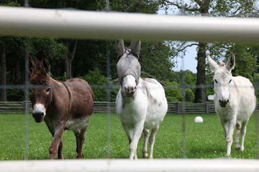 Francesca, I see Billie is wearing her fly mask.  She is very diligent about that, unlike Clive and Rufus, who keep pulling theirs off.  I don't know how they can stand all those pesky flies.