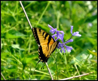 05 - Spring Wildflowers and Butterflies 2