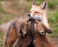 raposa vermelha - Fotógrafo: Jill Gifford - Nature's Best Photography