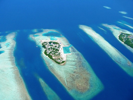 maldivy maldivy
