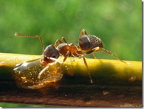 Lasius Niger