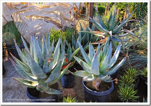 150103_MariscalNursery_0055