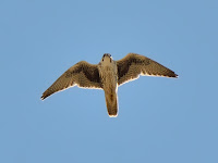 DSC_7179.jpg